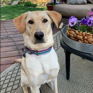 Meet your Posher, Shelly